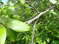 Viburnum lentago image