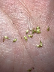 Carex sartwellii