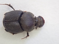 Onthophagus hecate