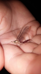 Ephemeridae