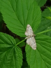 Eupithecia tantillaria