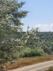 Elaeagnus angustifolia