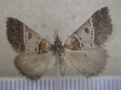 Dichromodes orthotis