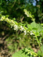 Scutellaria albida