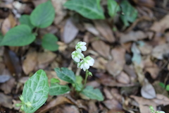 Pyrola alboreticulata