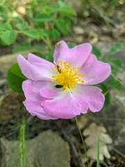 Rosa gallica