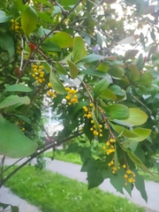 Berberis