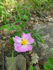 Rosa gallica