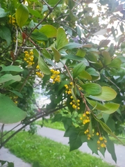 Berberis