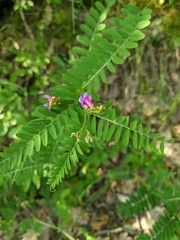 Vicia cassubica