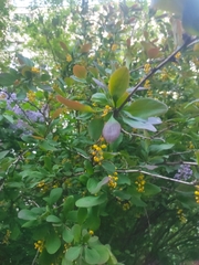 Berberis