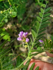 Vicia cassubica