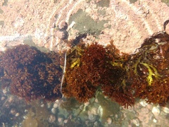 Trematocarpus dichotomus