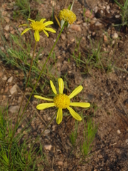 Euryops pedunculatus