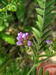 Vicia cassubica