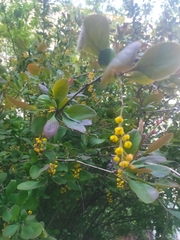 Berberis