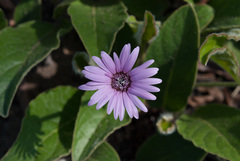 Gerbera viridifolia