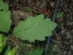 Quercus rubra