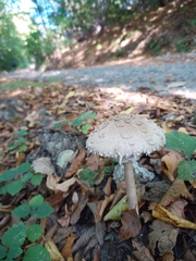 Macrolepiota procera