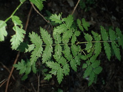 Sorbus aucuparia