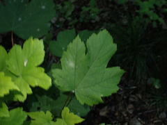 Acer pseudoplatanus