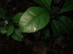 Prunus serotina
