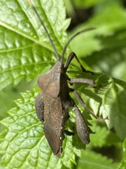 Pseudomictis obtusispinus