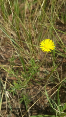 Felicia mossamedensis