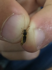 Trypherus frisoni