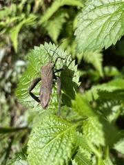 Pseudomictis obtusispinus