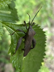 Pseudomictis obtusispinus