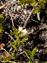 Vaccinium boreale