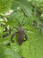 Pseudomictis obtusispinus