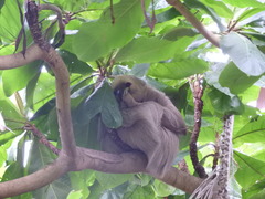 Choloepus hoffmanni