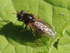 Cheilosia canicularis