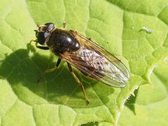 Cheilosia canicularis