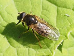 Cheilosia canicularis