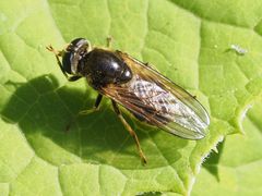 Cheilosia canicularis