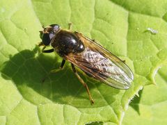 Cheilosia canicularis
