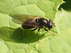Cheilosia canicularis