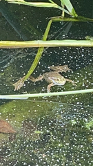 Pelophylax