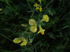 Lotus corniculatus