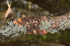 Hypocreopsis lichenoides