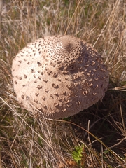 Macrolepiota procera