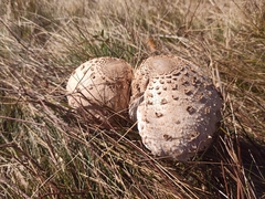 Macrolepiota procera