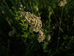 Dactylis glomerata