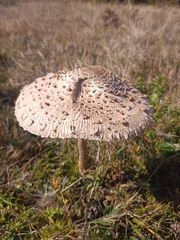 Macrolepiota procera