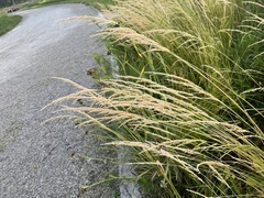 Sphenopholis obtusata