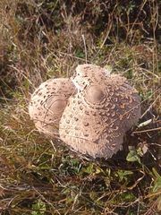 Macrolepiota procera
