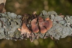 Hypocreopsis lichenoides